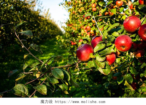 果园里成熟的苹果苹果树在阳光明媚的天气里与红苹果成排生长 